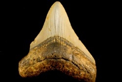 dent de requin: CARCHARODON MEGALODON