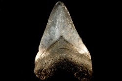 shark teeth: CARCHARODON MEGALODON