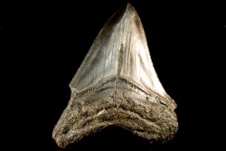 shark teeth: CARCHARODON MEGALODON