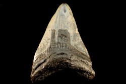dent de requin: CARCHARODON MEGALODON