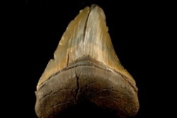 dent de requin: CARCHARODON MEGALODON
