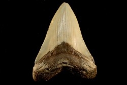 dent de requin: CARCHARODON MEGALODON
