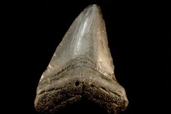 dent de requin: CARCHARODON MEGALODON