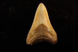 dent de requin: CARCHARODON MEGALODON