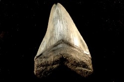dent de requin: CARCHARODON MEGALODON