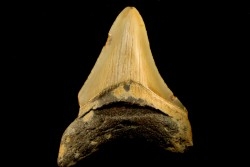 dent de requin: CARCHARODON MEGALODON