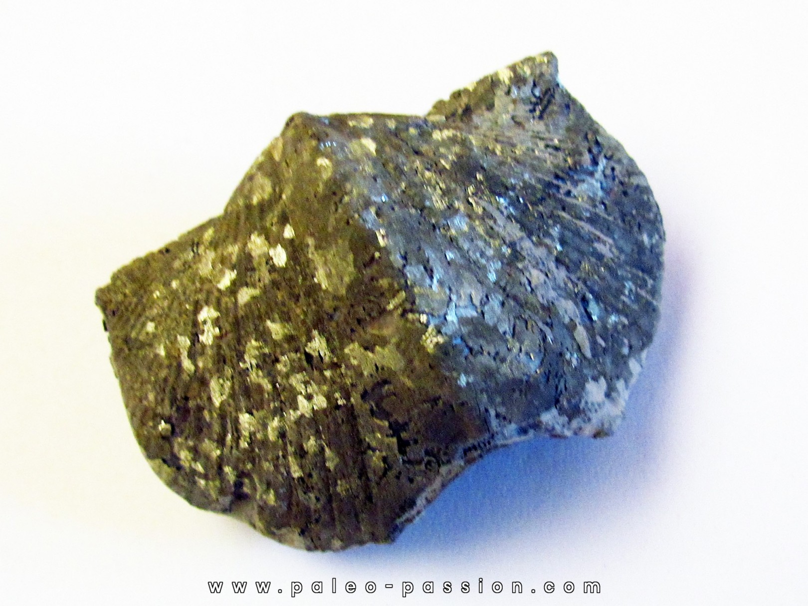 PARASPIRIFER BOWNOCKERI (2) PARASPIRIFER BOWNOCKERI (2)