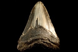 dent de requin: CARCHARODON MEGALODON