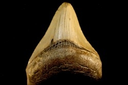 dent de requin: CARCHARODON MEGALODON