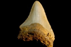 dent de requin: CARCHARODON MEGALODON