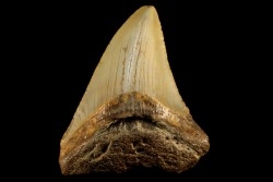 dent de requin: CARCHARODON MEGALODON