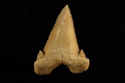 PALEOCARCHARODON ORIENTALIS - Paléocène - Oued Zem, Khouribga, Maroc