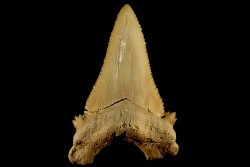 PALEOCARCHARODON ORIENTALIS - Paléocène - Oued Zem, Khouribga, Maroc