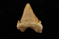 PALEOCARCHARODON ORIENTALIS - Paléocène - Oued Zem, Khouribga, Maroc