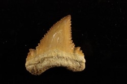 PALEOCARCHARODON ORIENTALIS