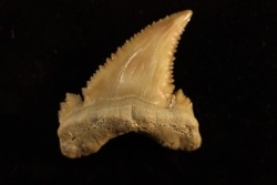 PALEOCARCHARODON ORIENTALIS - Paléocène - Oued Zem, Khouribga, Maroc