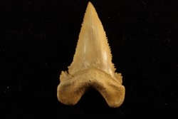 PALEOCARCHARODON ORIENTALIS - Paléocène - Oued Zem, Khouribga, Maroc