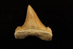 PALEOCARCHARODON ORIENTALIS - Paléocène - Oued Zem, Khouribga, Maroc