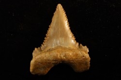 PALEOCARCHARODON ORIENTALIS - Paléocène - Oued Zem, Khouribga, Maroc