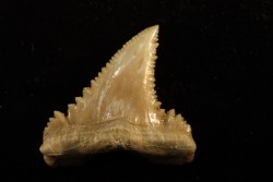 PALEOCARCHARODON ORIENTALIS - Paléocène - Oued Zem, Khouribga, Maroc