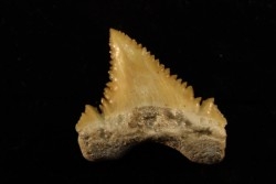PALEOCARCHARODON ORIENTALIS - Paléocène - Oued Zem, Khouribga, Maroc