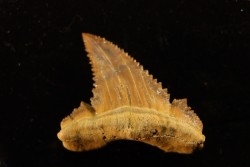 PALEOCARCHARODON ORIENTALIS - Paléocène - Oued Zem, Khouribga, Maroc