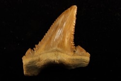PALEOCARCHARODON ORIENTALIS - Paléocène - Oued Zem, Khouribga, Maroc
