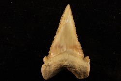 PALEOCARCHARODON ORIENTALIS - Paléocène - Oued Zem, Khouribga, Maroc