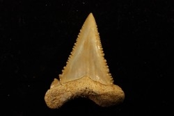 PALEOCARCHARODON ORIENTALIS - Paléocène - Oued Zem, Khouribga, Maroc