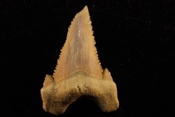 PALEOCARCHARODON ORIENTALIS - Paléocène - Oued Zem, Khouribga, Maroc