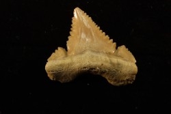 PALEOCARCHARODON ORIENTALIS - Paléocène - Oued Zem, Khouribga, Maroc