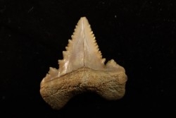 PALEOCARCHARODON ORIENTALIS - Paléocène - Oued Zem, Khouribga, Maroc