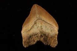 shark tooth: SQUALICORAX PRISTODONTUS - Maastrichtian - Oued Zem, Khouribga, Morocco