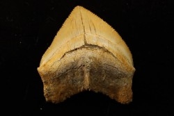 shark tooth: SQUALICORAX PRISTODONTUS - Maastrichtian - Oued Zem, Khouribga, Morocco