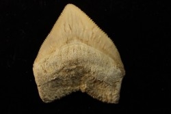 shark tooth: SQUALICORAX PRISTODONTUS - Maastrichtian - Oued Zem, Khouribga, Morocco