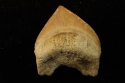 shark tooth: SQUALICORAX PRISTODONTUS - Maastrichtian - Oued Zem, Khouribga, Morocco