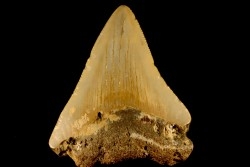 dent de requin: CARCHARODON MEGALODON