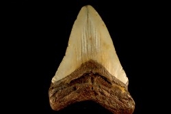 dent de requin: CARCHARODON MEGALODON