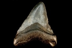 dent de requin: CARCHARODON MEGALODON