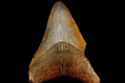 dent de requin: CARCHARODON MEGALODON