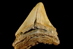 shark teeth: CARCHARODON MEGALODON