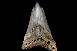 dent de requin: CARCHARODON MEGALODON