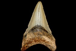 dent de requin: CARCHARODON MEGALODON