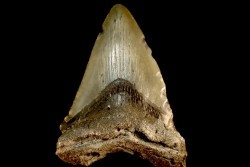 shark teeth: CARCHARODON MEGALODON
