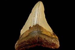 dent de requin: CARCHARODON MEGALODON