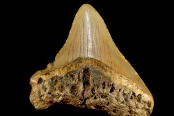 dent de requin: CARCHARODON MEGALODON