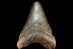 dent de requin: CARCHARODON MEGALODON