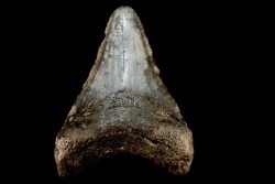 dent de requin: CARCHARODON MEGALODON
