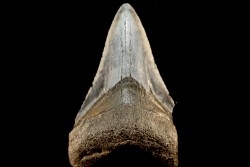 shark teeth: CARCHARODON MEGALODON