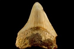 shark teeth: CARCHARODON MEGALODON